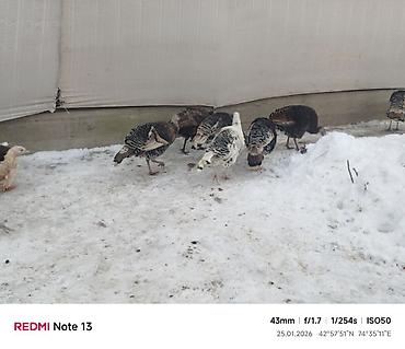 Индюки: Продаю | Индюк (самец) | Для разведения | Племенные — 5