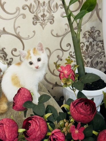 бархатные котята: Пушистый котёнок с белой шерстью и рыжими пятнами, идеально подходит в