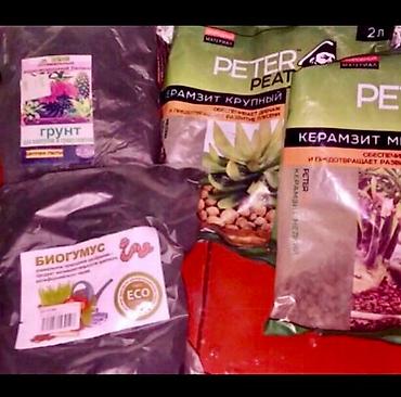 Алоэ: АЛОЭ Древовидные ("Столетники"). Возраст: от 3 лет и больше — 7