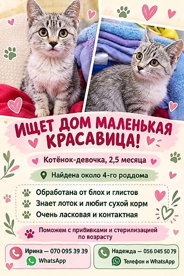 Отдам даром кошку: Кошка даром: Беспородная, 2 месяца, Девочка, Приучена к лотку — 1