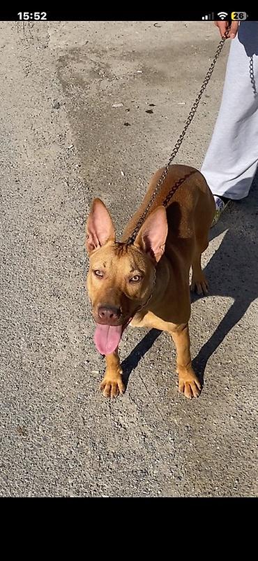 Pitbul, 6 ay, Dişi, Peyvəndli, Pulsuz çatdırılma