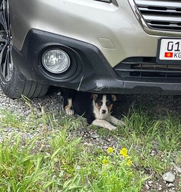 немецкая собака: По просьбе ⬇️⬇️⬇️ Во дворе живут два щенка, которые остались без