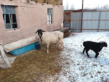 Баран, овца: Продаю | Овца (самка) | Для разведения | Матка — 11