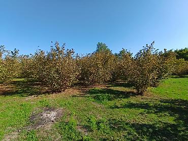 Torpaq sahələrinin satışı: Kənd təsərrüfatı — 2