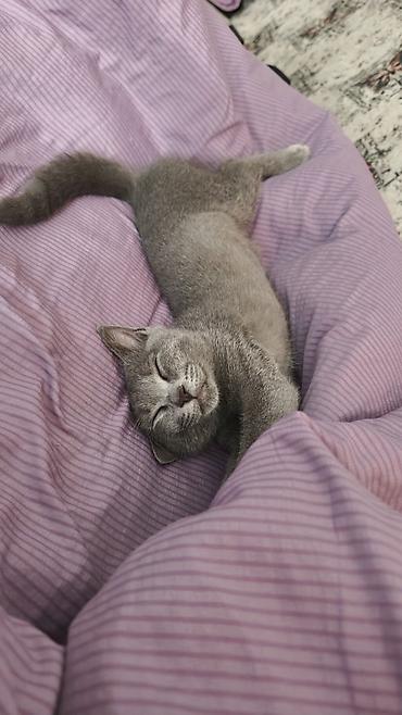 кошка шотланская: Шотландский прямоухий котёнок, окрас (серый). Плюшевая густая шерсть — 5