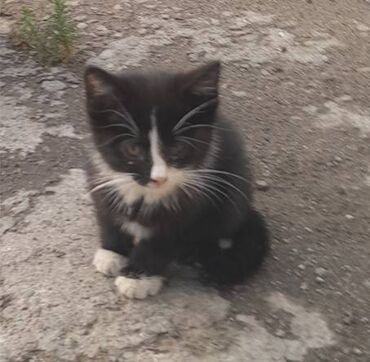 кошки на продажу: SOS!!! Очаровательные нежные и ласковые малыши-котята оказались в