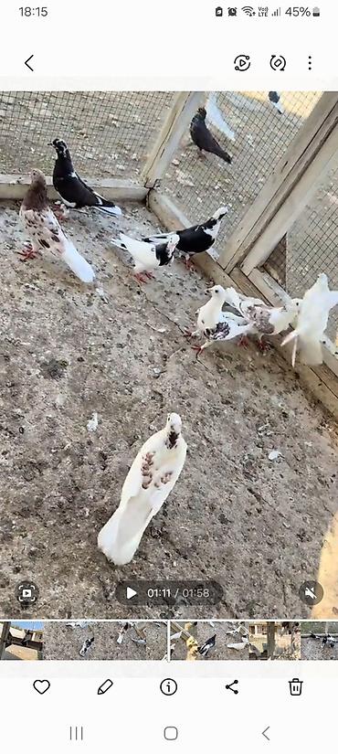 akvaryum baligi satis: Qeyd: Elan yalnız məhsul təsviri məqsədi daşıyır. Məhsul: Ev — 3
