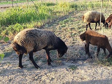 Mal-qara: Qala qoçu satılır super qoyun sürməyi var damazliga yararlidir — 7