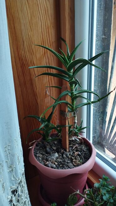 Aloe: Aloe gulu 3 ilden cox olar ekilib