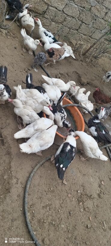 Ördəklər: Məhsul: Muskovi (Hind) ördəkləri – müxtəlif rənglərdə sürü Təsvir: - — 17