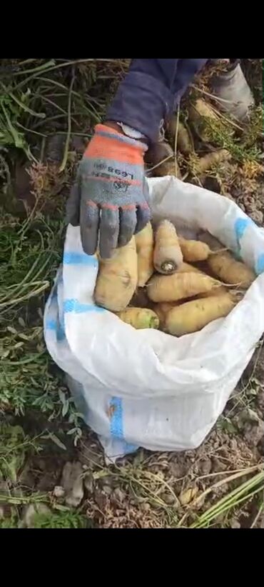 семечки джинн 350 грамм цена бишкек: Морковь Оптом, Самовывоз