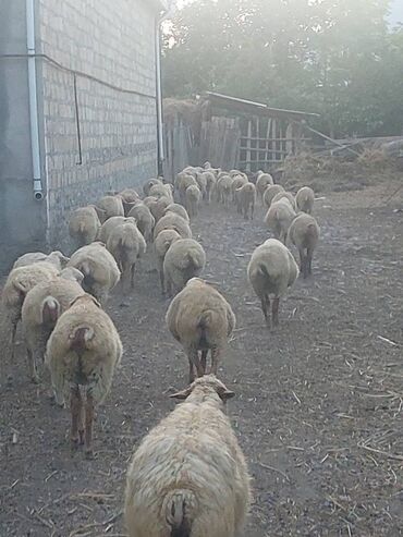 qurbanlıq qoyun qiymətləri: Razilasma yolu ile dogar ana qoyunlardi hamisi qoca durublar icide az