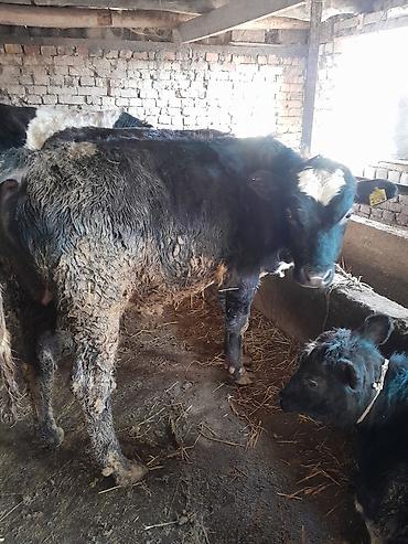 Коровы, быки: Продаю | Бык (самец) | На откорм | Привязанные — 8