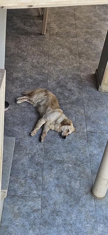 balaca cins itler: Retriever, 1 il, Dişi, Sənədli, Ünvandan götürmə — 6