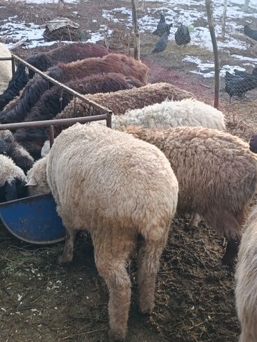Бараны, овцы: Продаю | Ягненок | Меринос | На забой | Кастрированные at lalafo.kg — 1 Бараны, овцы: Продаю | Ягненок | Меринос | На забой | Кастрированные — 1