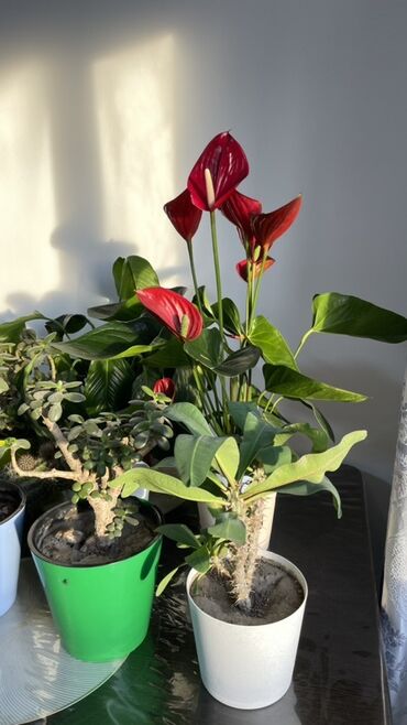 б у мебель в караколе: Продам все за 4000сом - Антуриум с крупными глянцевыми красными lalafo.kg да б у мебель в караколе: Продам все за 4000сом - Антуриум с крупными глянцевыми красными