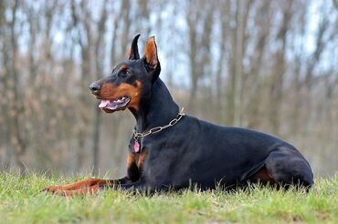 İtlər: Doberman, 8 ay, Dişi