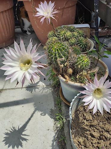 xan cinarı: Echinopsis oxygona (gecə açan kaktus) – saksıda çoxillik kaktus - — 2
