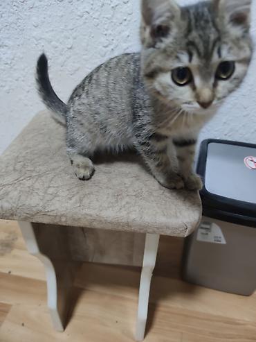 кошка белая: Котенок в хорошие руки отдаю потому что водворе собака Пит и он ее — 6