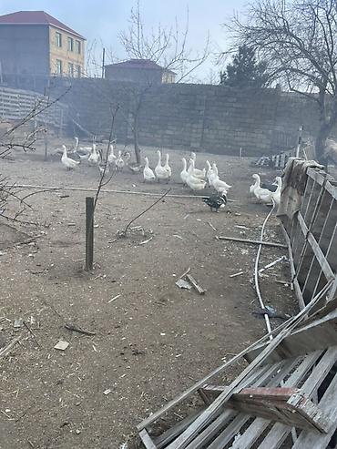 ordekler haqqinda melumat: Damazliq linda kuban qazlari⁹ — 1