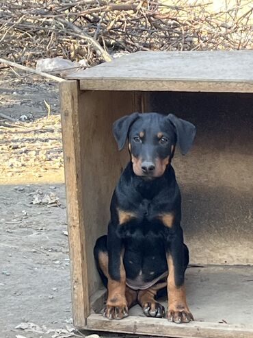 zvanoq itler: Doberman, 2 ay, Dişi