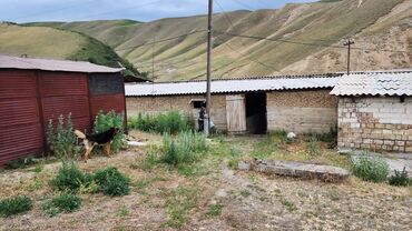 Сельхоз предприятия: Продаю Кошара, 2000 соток, Не действующий, Частично с оборудованием, Электричество — 9