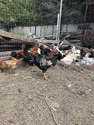 дойки ко: Петухи на забой или разведение полу жерси полу брама кукарекают — 1