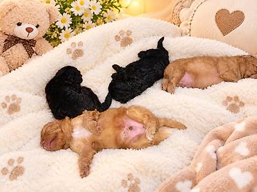 cins itler: 🐶 Bakıda Maltipoo balaları satılır — 7 bala! ❤️ 6 oktyabr 2026-cı il — 1