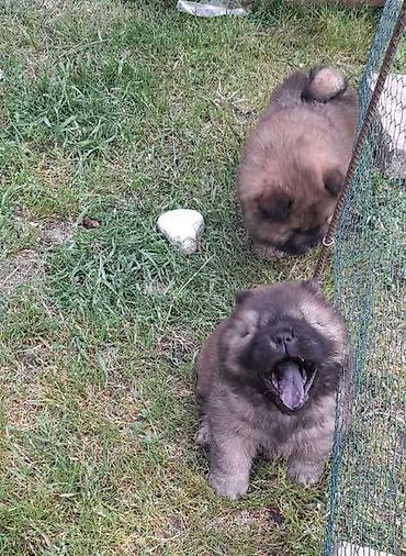 Psi: Chow Chow štenci Štenci Čau-Čau izložbenog potencijala sa rodovnikom — 7