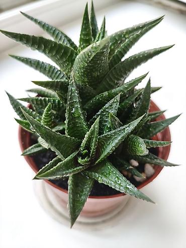 цветы алое: Суккулент Haworthia (возможна разновидность Haworthia — 2