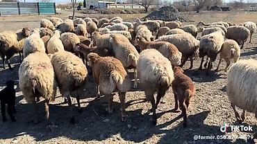 qoyun mal: Dişi, il: 1, Damazlıq, Pulsuz çatdırılma — 1