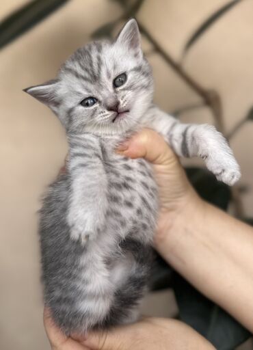 Pişiklər: Şotland — 28