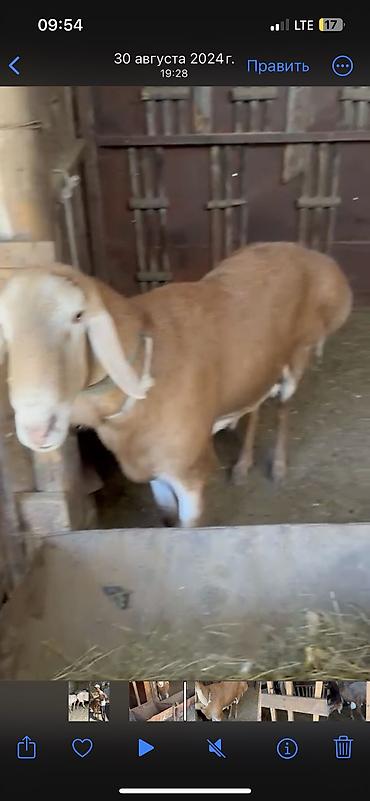 Баран, овца: Продаю | Баран (самец) | Арашан | Для разведения | Племенные, Осеменитель — 6