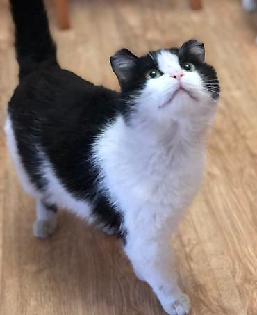 Отдам даром кошку: Кошка даром: Беспородная, 1 год, Мальчик, Кастрирована, Приучена к лотку, Проглистована — 3