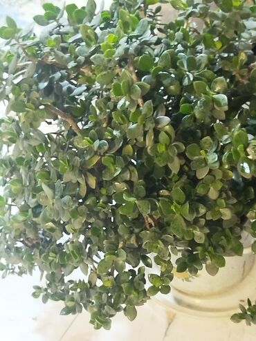 Otaq bitkiləri: Succulent “Pul ağacı” (Crassula ovata) – iri, kolvari formaya — 6