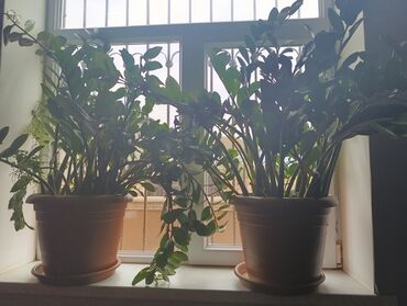 profil ucun menzere sekilleri: Salam 1ədəd 250 AZN