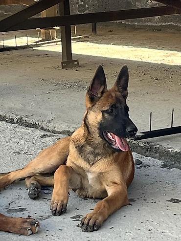 çöl iti: Belçika çoban iti, 2 ay, Dişi, Peyvəndli, Pulsuz çatdırılma — 8
