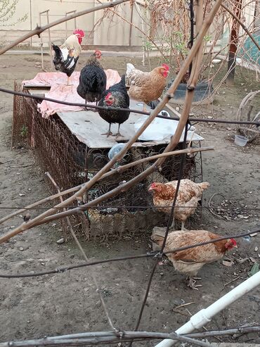 кучерявые куры: Продаю или меняю на курицу или на цыплят Бишкеке