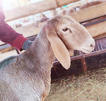 шотландские кошка: Продаю | Овца (самка), Ягненок | Арашан — 1