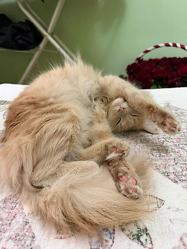 все для кошки: Мальчик — 2