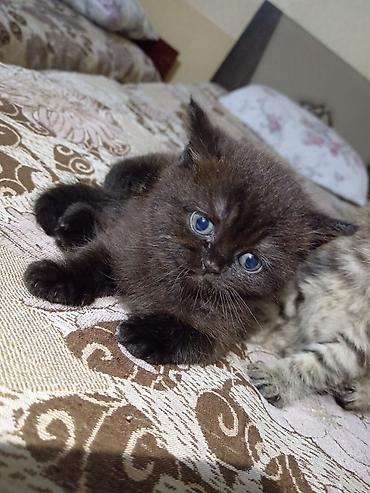 Pişiklər: Britan — 6