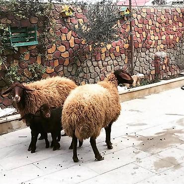 Qoyunlar, qoçlar: Qoyun və quzu dəsti - Növ: Yerli ətlik/yunlu qoyunlar - Tərkib: 2 ana — 9