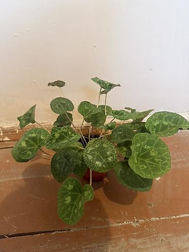 bezek bitkisi: Mini qablarda siklamen (Cyclamen) – dekorativ yaşıl bəzək bitkisi — 4