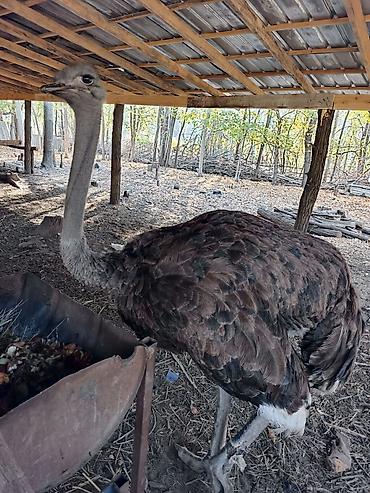 мал доктор: Африканский страус (Struthio camelus) Находится в Токмоке срочно — 4