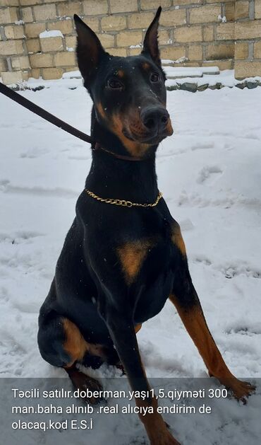 dişi pitbul: Doberman, 2 il, Dişi