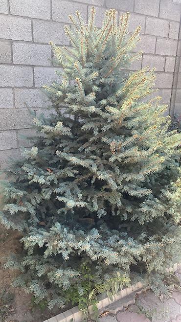 сосна дерево: Ель голубая (Picea pungens, Blue Spruce) - Декоративная хвойная с — 2