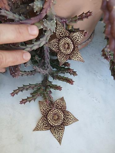 nar ciceyi: Stapeliya (Orbea/Stapelia) – nadir görünüşlü ətli/sukkulent bitki - — 1
