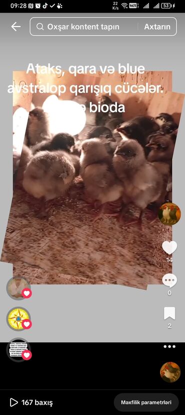 toyuq dami: Toyuq, Australorp, Damazlıq