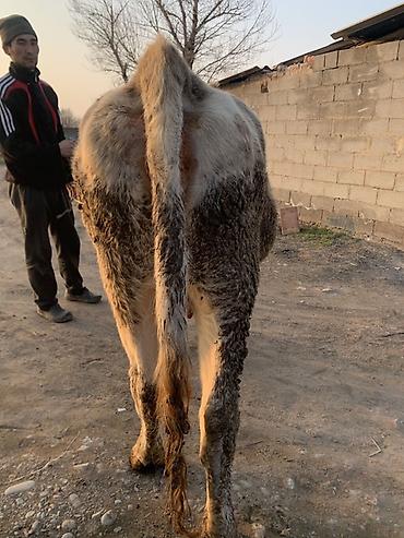 Коровы, быки: Продаю | Корова (самка) | Швицкая | Для молока — 4