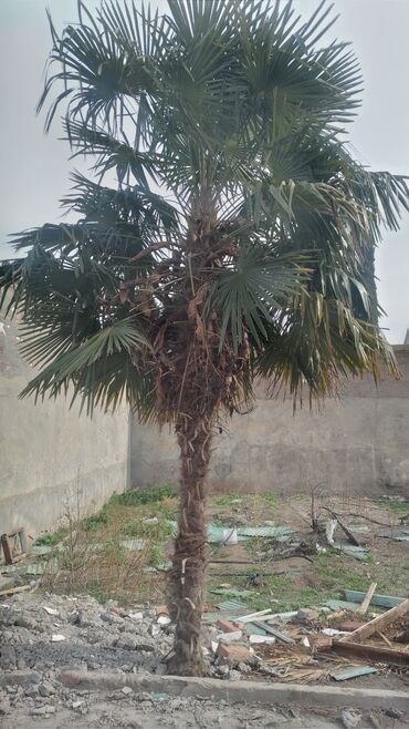 Пальмы: Palma agaci boyu 3 metrden coxdur cox gozel veziyyetdedir